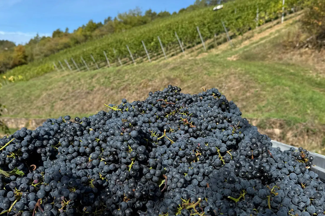 Welche Merlot-Weine gibt es eigentlich?