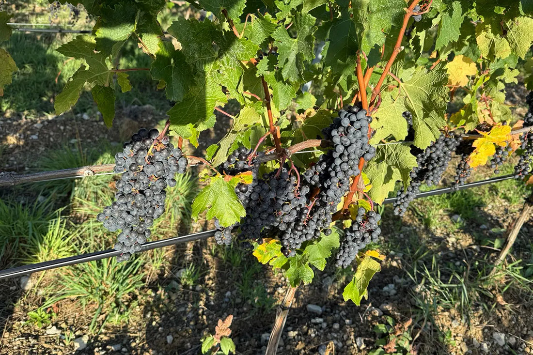 Wie ist der Merlot-Geschmack?