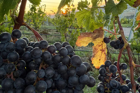 Merlot-Rotwein online bestellen – jetzt auch bei Ruppert