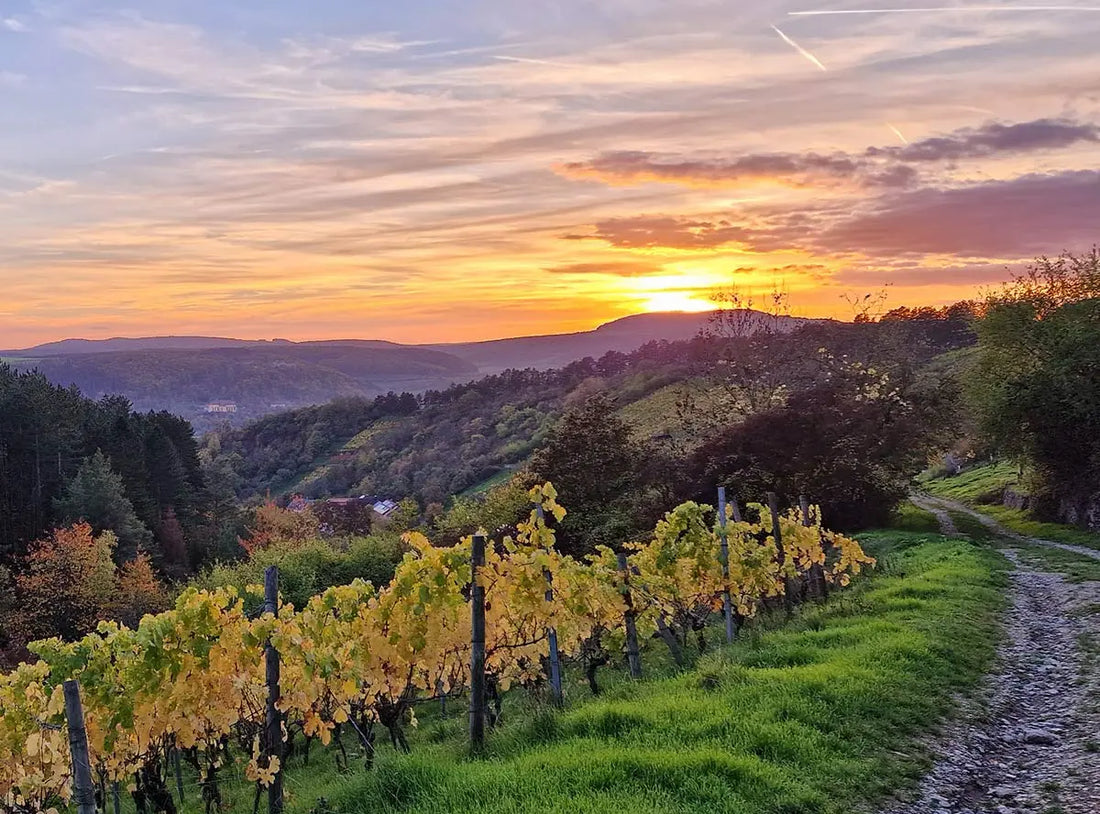 Weinanbaugebiete Deutschland: Franken und weitere Weingebiete vorgestellt