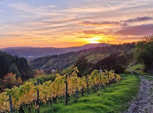 Weinanbaugebiete Deutschland: Franken und weitere Weingebiete vorgestellt