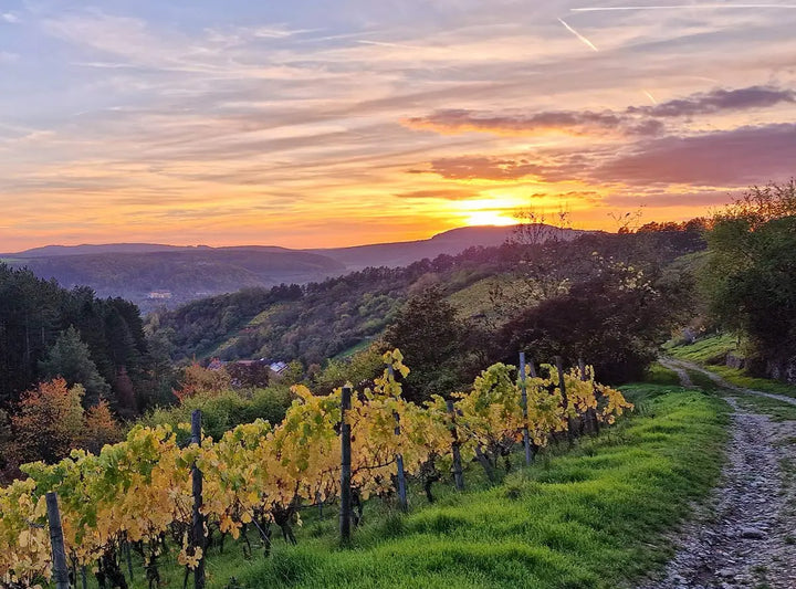 Weinanbaugebiete Deutschland: Franken und weitere Weingebiete vorgestellt