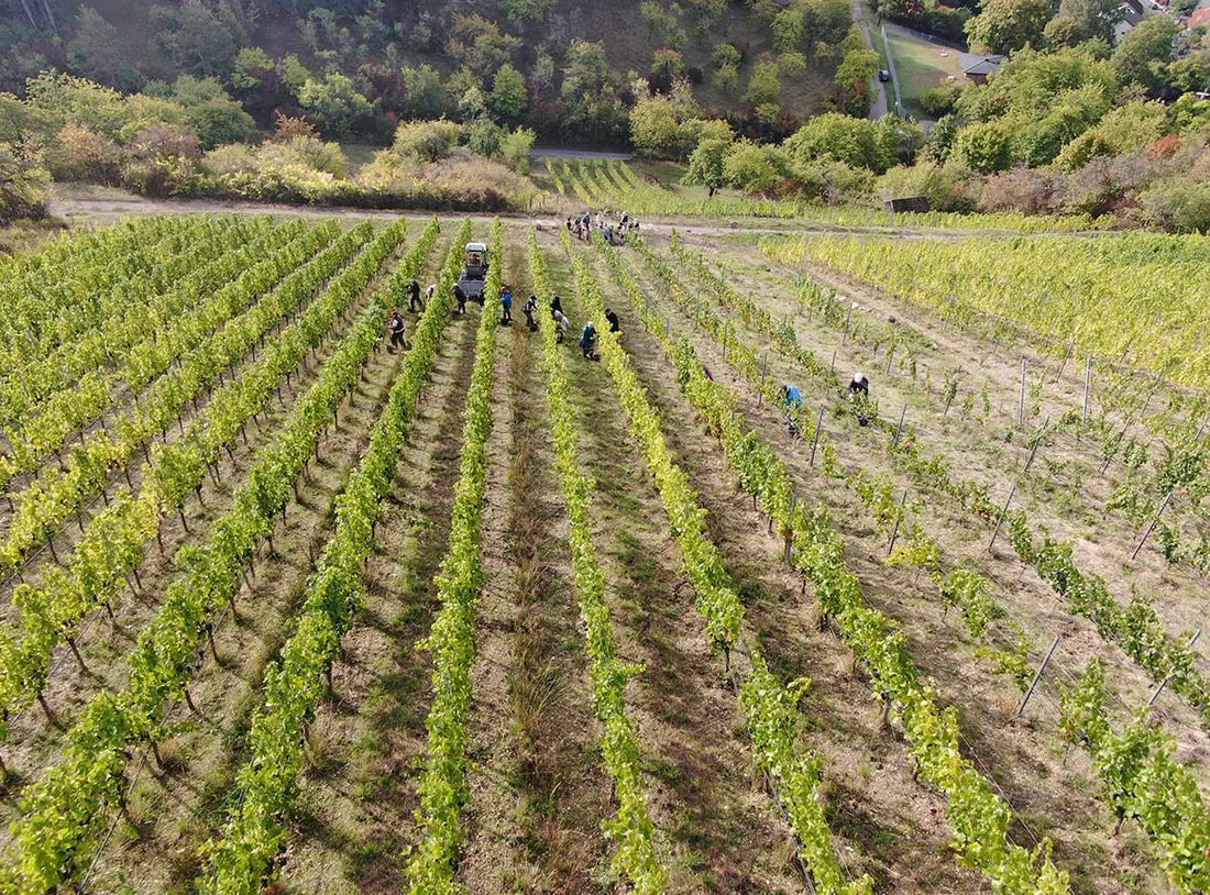 Handlese im steilen Weinberg des Weinguts Ruppert bei Hammelburg