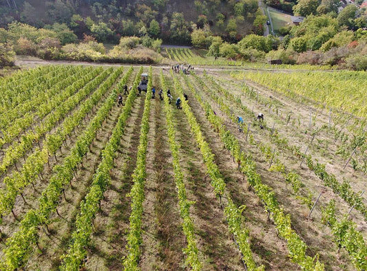 Handlese im steilen Weinberg des Weinguts Ruppert bei Hammelburg
