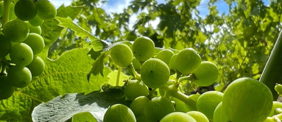 Wie entsteht unser Wein?