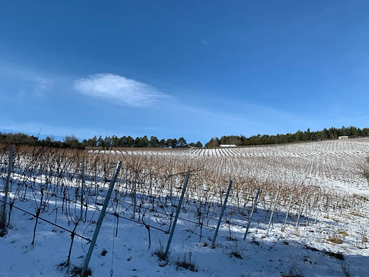 Rupperts Weinberge im Winter