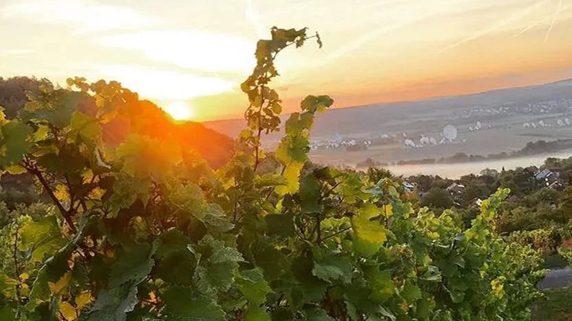 Weinberg bei Sonnenaufgang, Querformat